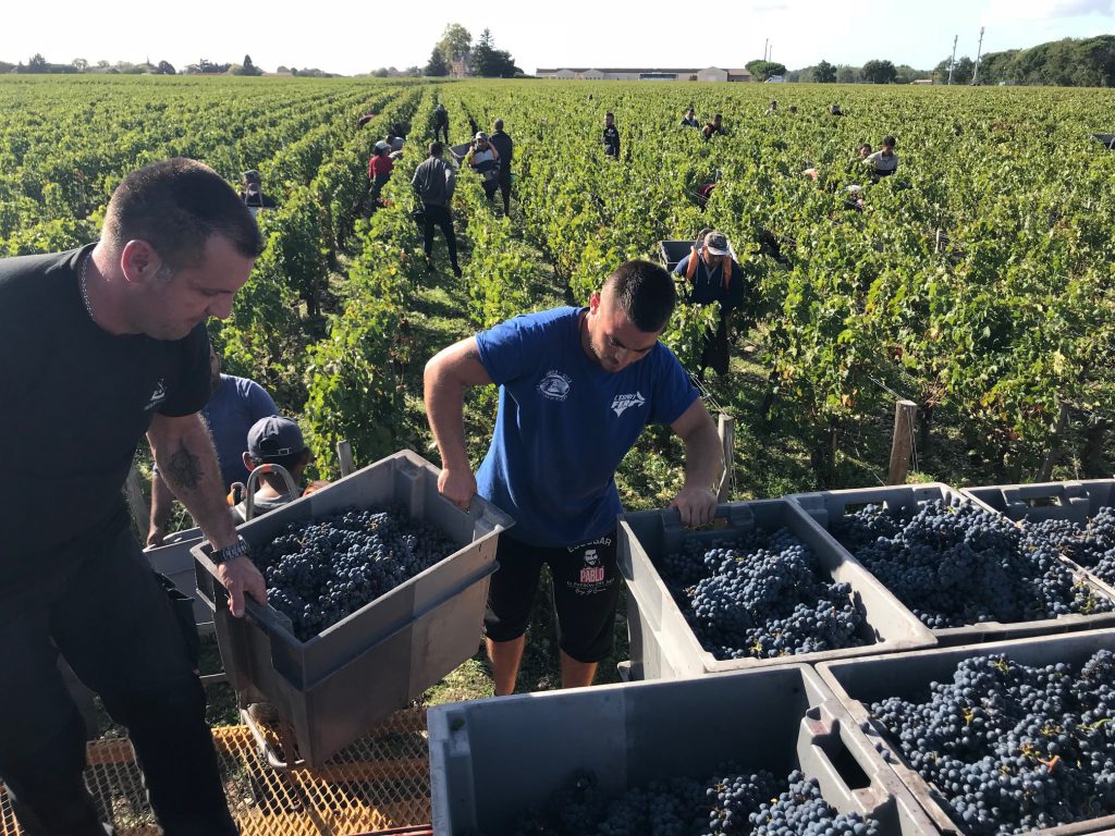 Picture showing Cabernet Sauvignon grapes at Beychevelle
