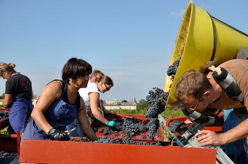 Lafite harvest