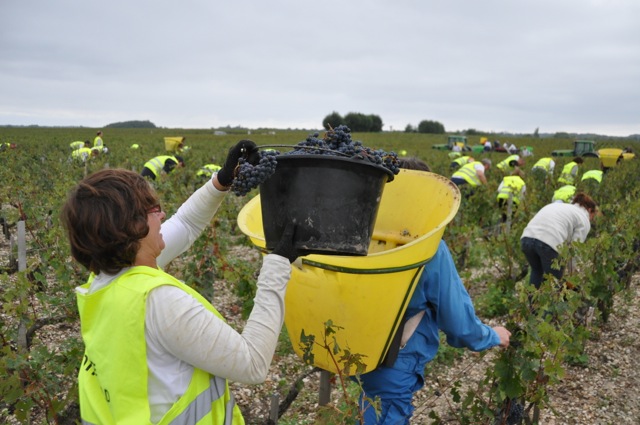 Lafite harvest