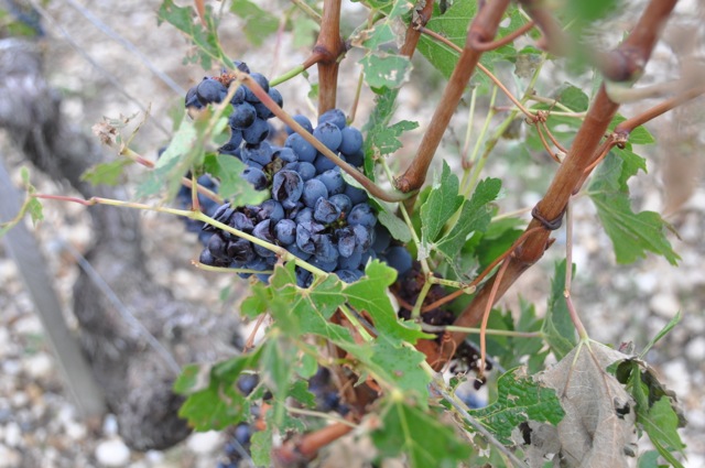 Split grapes atCos d'Estournel