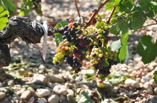Grapes_Bordeaux