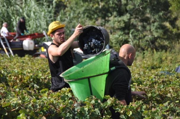 Lafite_harvest_2012