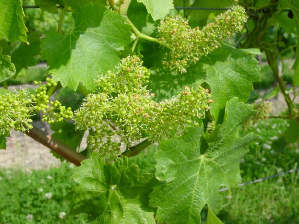 Flowering vines