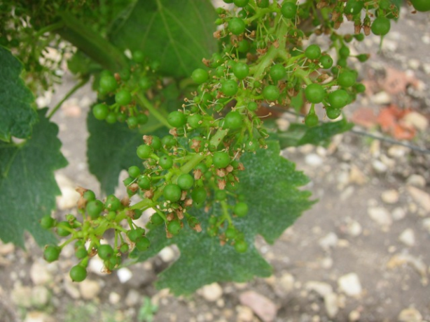 Pomerol_June 2012