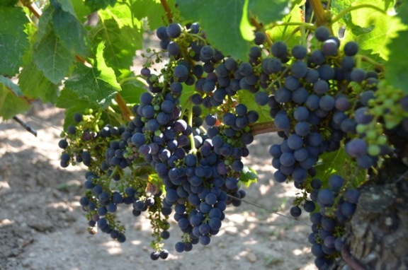 Pomerol 22 Aug - 09