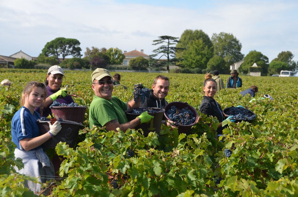 Lynch Bages_harvest