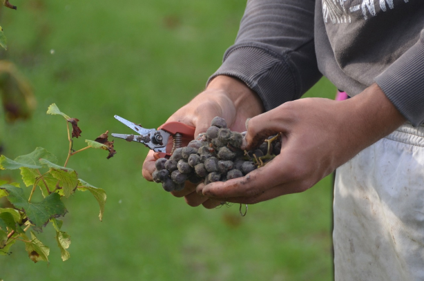 Suduiraut_harvest