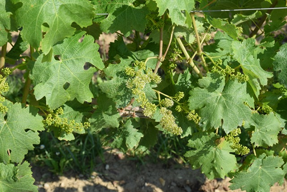 Angelus_Cabernet Franc_June 2014