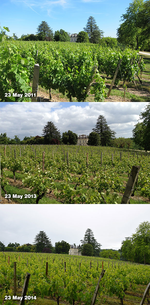 Chateau Bauduc_vines_