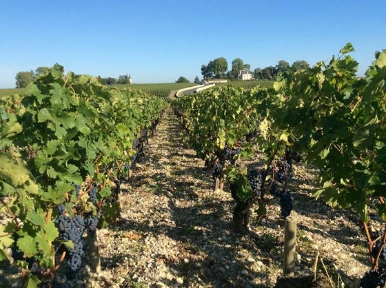 Cabernet in St-Julien 560