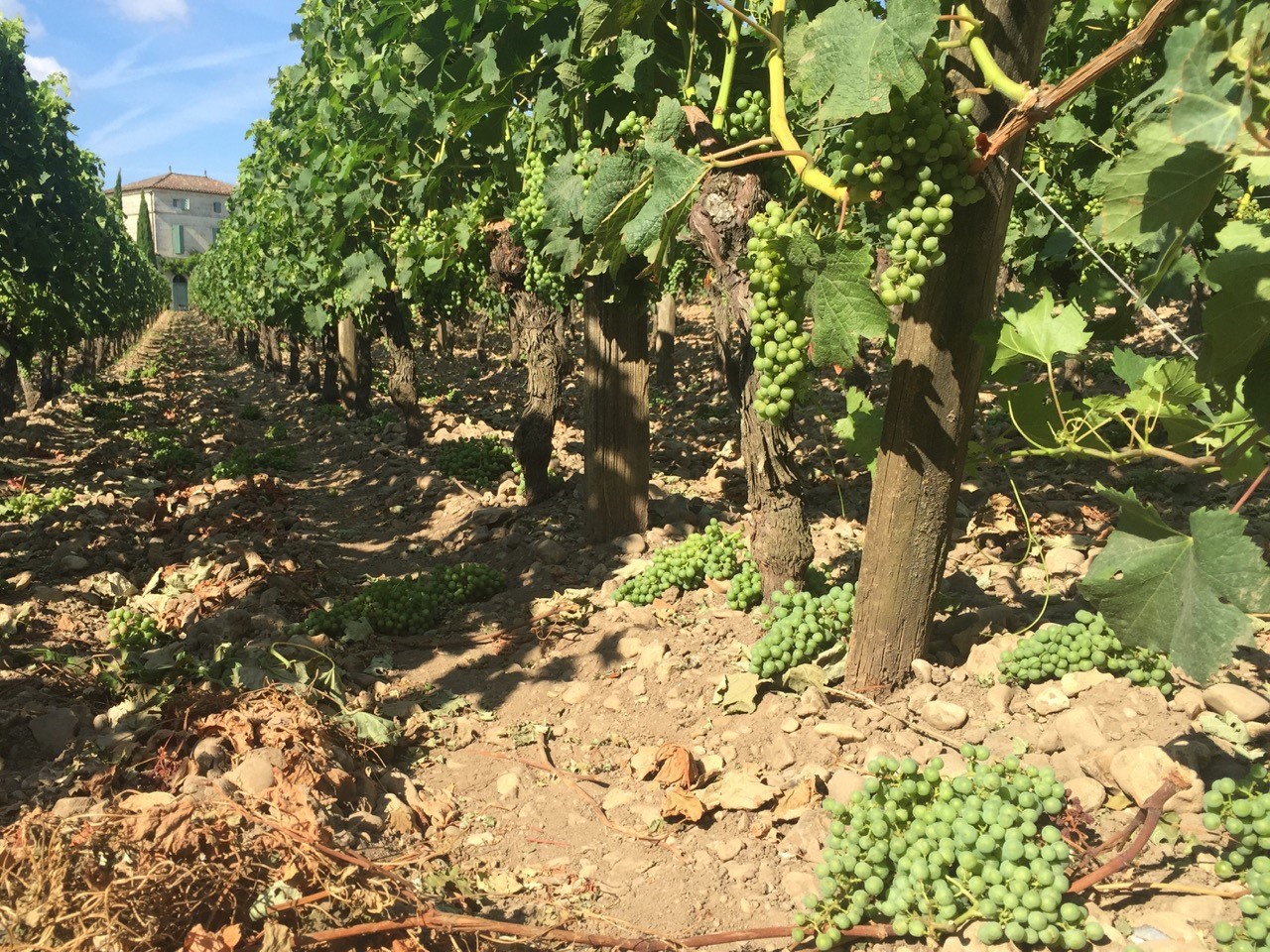 Bordeaux 2016 vineyard