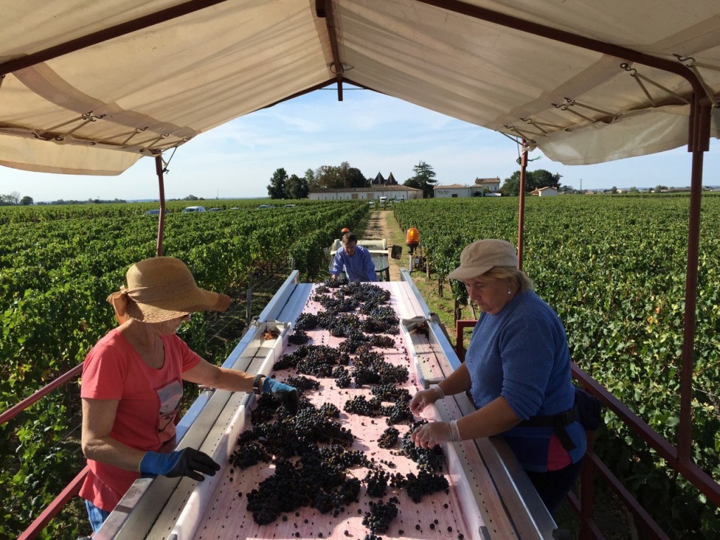 Vieux Chateau Certan, Pomerol (Merlot)