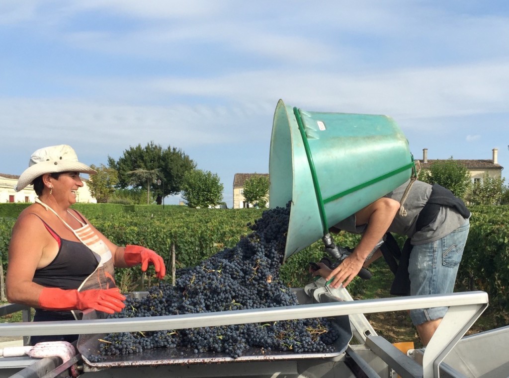 Chateau l’Eglise Clinet, Pomerol (Merlot)