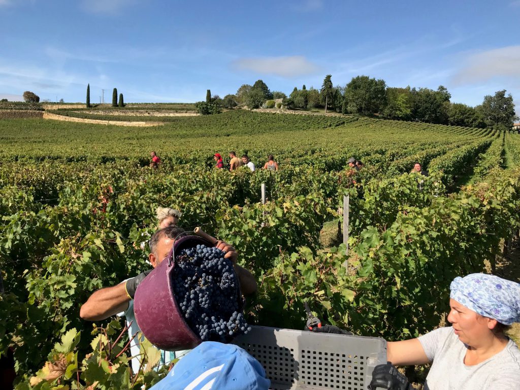 Picture showing vineyards on the slopes below Tertre Roteboeuf