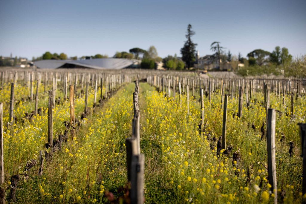 Chateau Cheval Blanc vineyard Bordeaux en primeur 2020