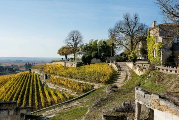 A terraced vineyard with yellow-green rows of vines and stone walls